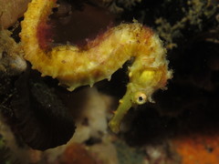Hippocampus comes