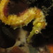 Observation photo