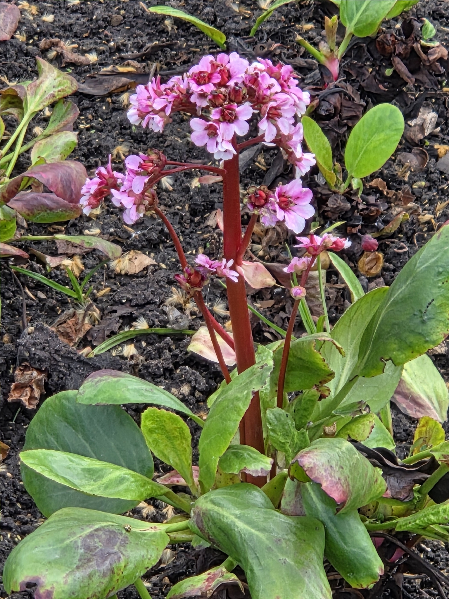 Elephant's-Ears (Bergenia crassifolia)