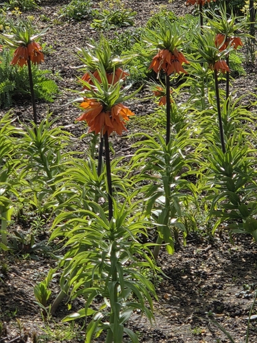 Fritillaria imperialis