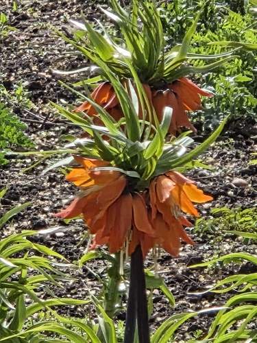 Fritillaria imperialis
