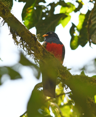 Trogon clathratus