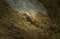 Metrioglypha phyllodes