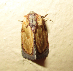 Paracroria griseocincta