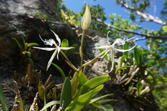 Epidendrum ciliare