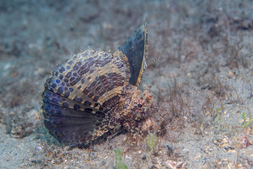 Bandtail searobin (Prionotus ophryas) — Triglidae