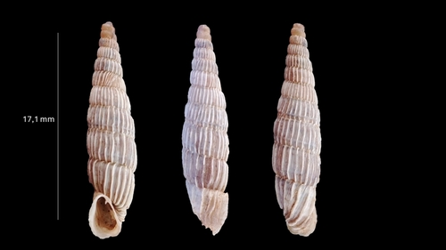 Albinaria lerosiensis