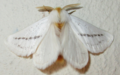 Phiala