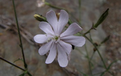 Silene burchellii