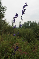 Delphinium crassifolium