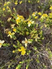 Hypericum microsepalum