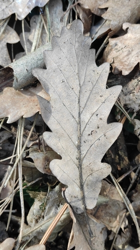 sessile oak (Quercus petraea)