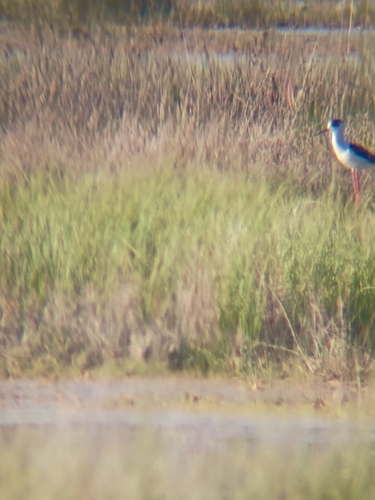 iNaturalist: (c) Nico Martinez Torres, some rights reserved (CC BY-NC), uploaded by Nico Martinez Torres iNaturalist image