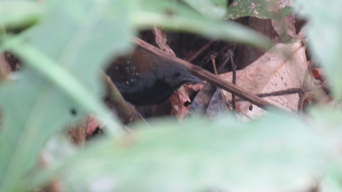 Black-throated Antbird (Myrmophylax atrothorax), photo 10
