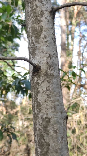 Manna ash (Fraxinus ornus)