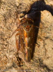 Idiocerus couleanus