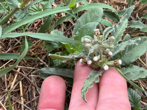 Emory's milkweed (Asclepias emoryi)