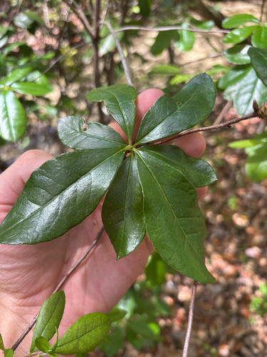 hammocksweet azalea (Rhododendron serrulatum)