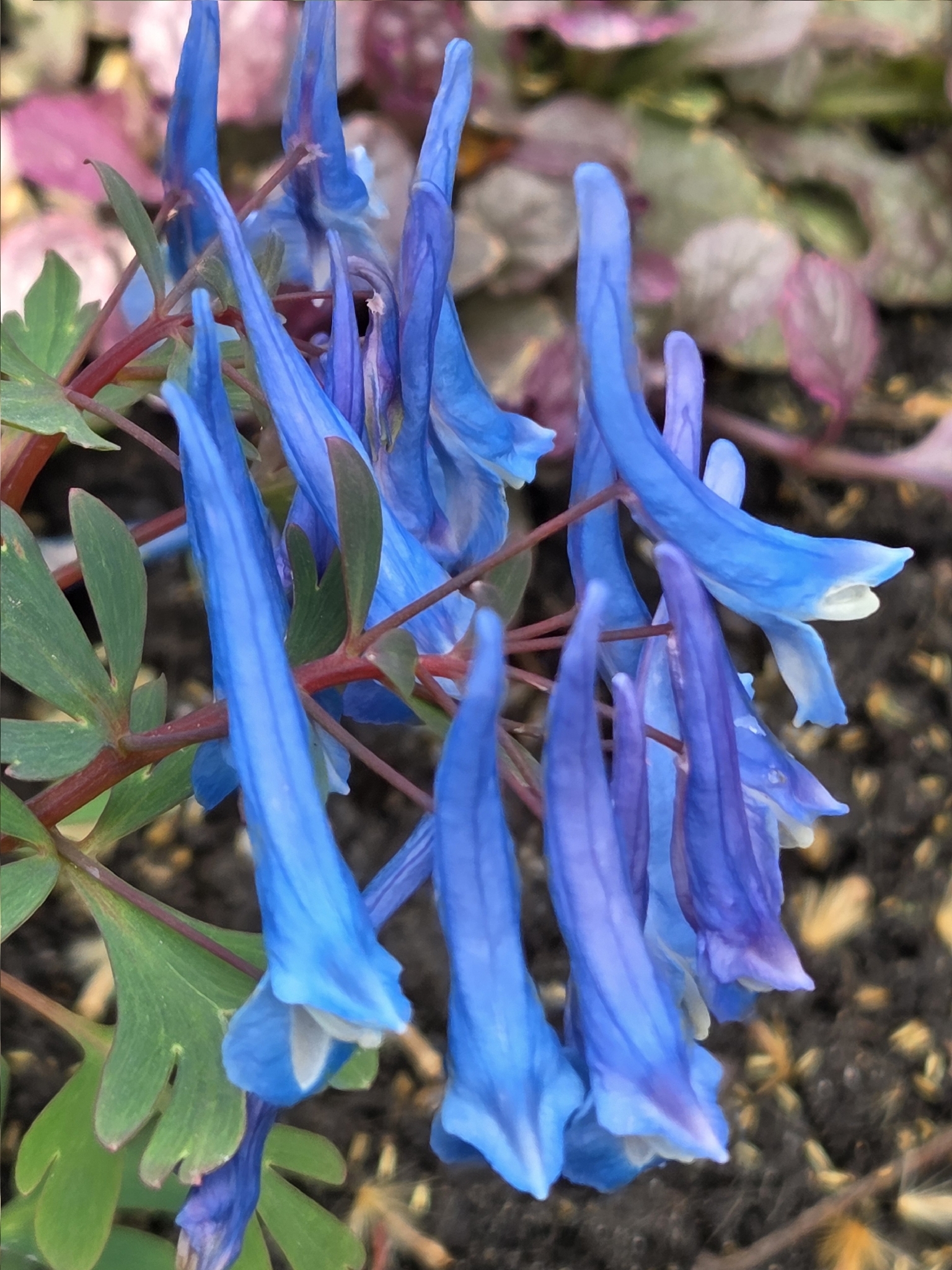 Blue Corydalis (Corydalis flexuosa)