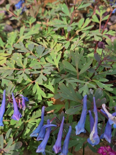 Corydale flexuosa 2