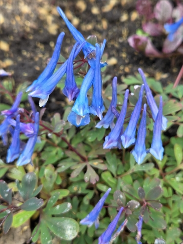 Corydale flexuosa 3