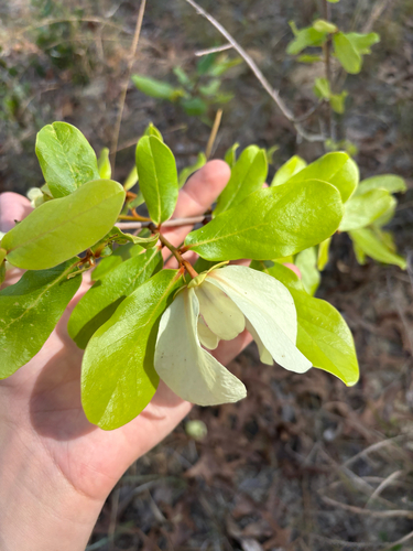 Flag-pawpaw (Asimina obovata)