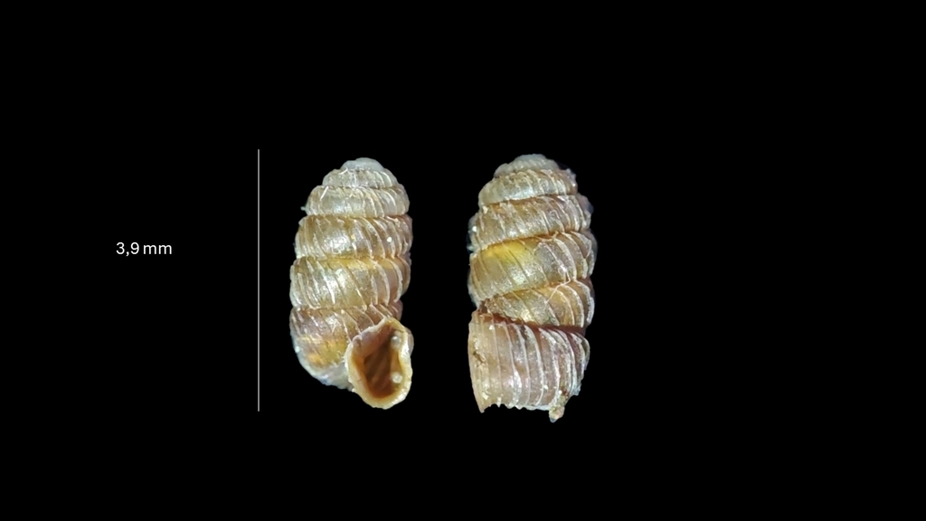Pagodulina pisidica