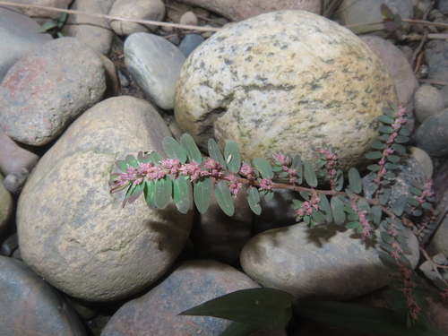Red Caustic-Creeper (Euphorbia thymifolia)