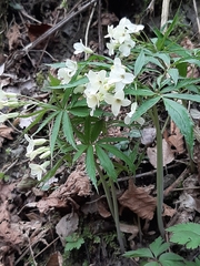 Cardamine heptaphylla