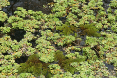 Salvinia cucullata