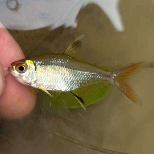 Moenkhausia tetra (Moenkhausia hemigrammoides) — Characidae