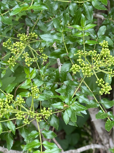 Limestone prickly ash (Zanthoxylum hirsutum)