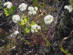 Pseudoselago gracilis