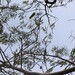 Acacia flava