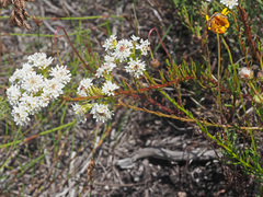 Pseudoselago gracilis