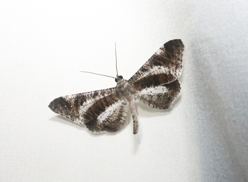 Macrosoma conifera