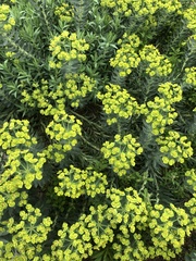 Myrsiniteae