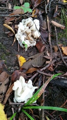 Sebacina sparassoidea