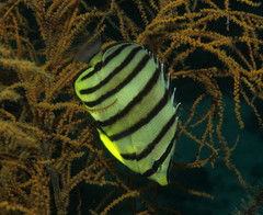 Chaetodon octofasciatus