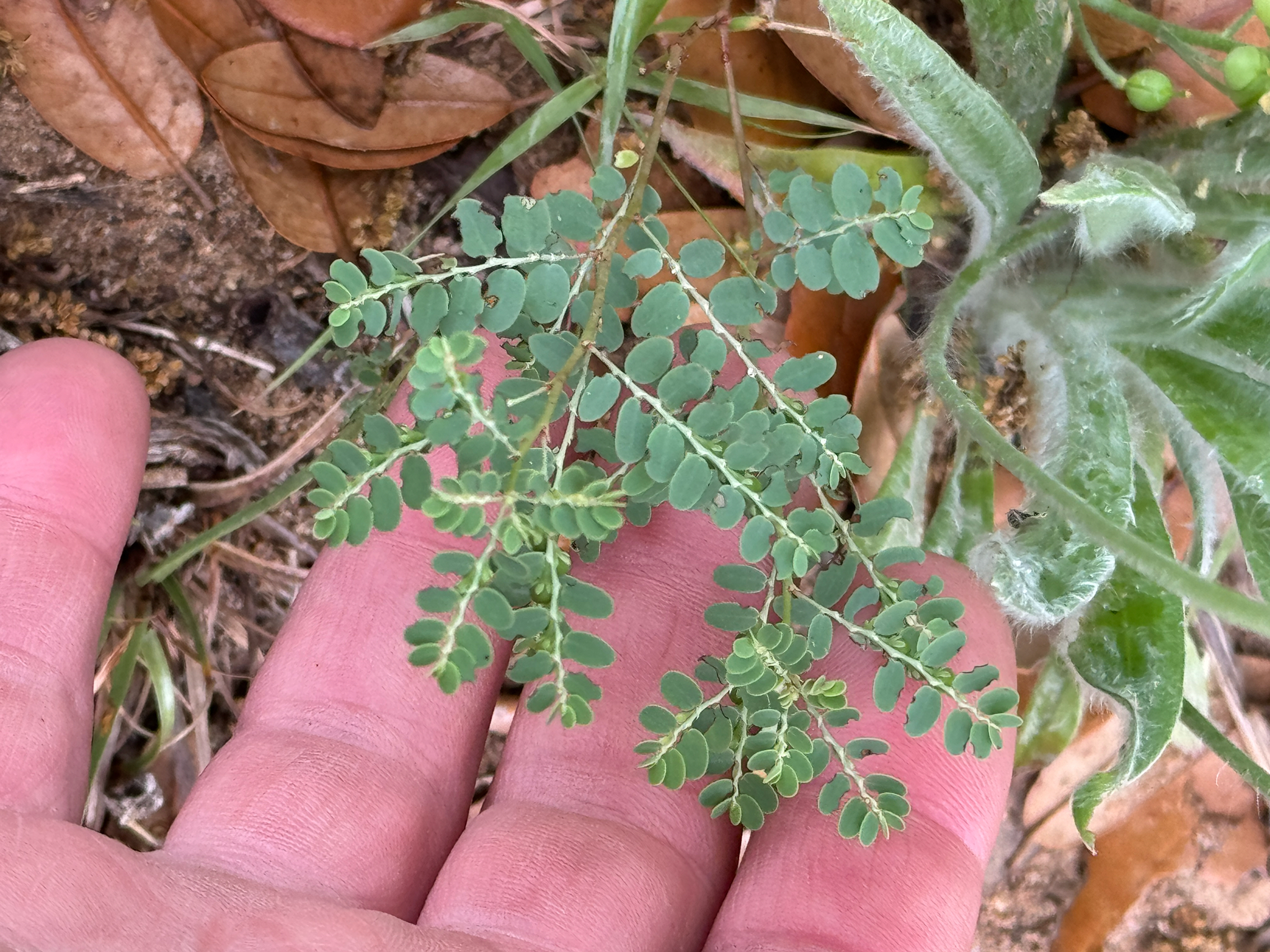 Drummond's Leaf-Flower (Phyllanthus abnormis)