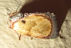 Paracroria griseocincta