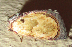 Paracroria griseocincta