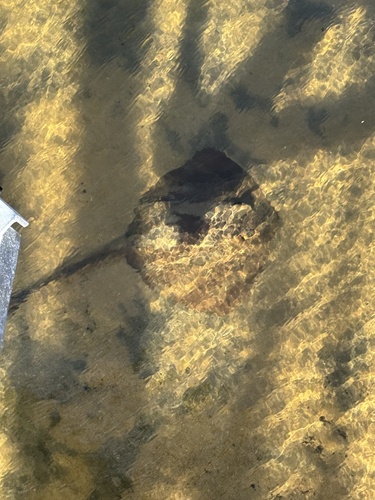 Pastinachus ater