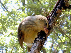 Camarhynchus pallidus