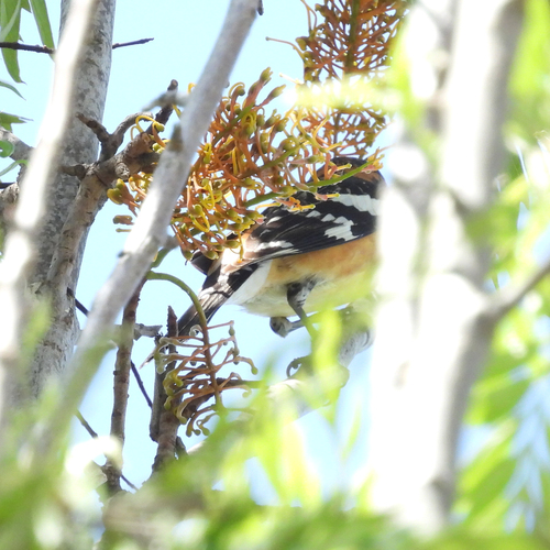 iNaturalist observation photo of Black-headed Grosbeak