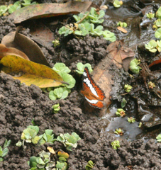 Moduza procris procris