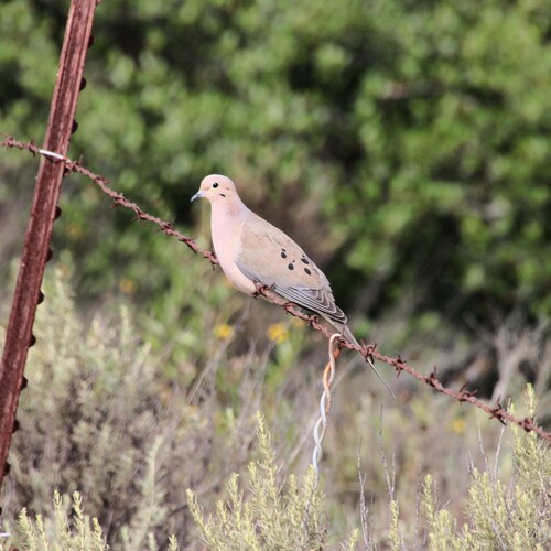 iNaturalist observation photo of Mourning Dove