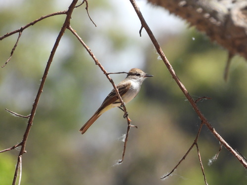 iNaturalist observation photo of Ash-throated Flycatcher