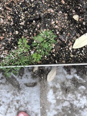 Ammoselinum