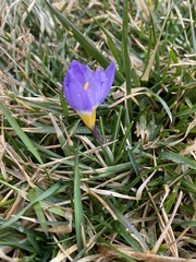 Crocus sublimis
